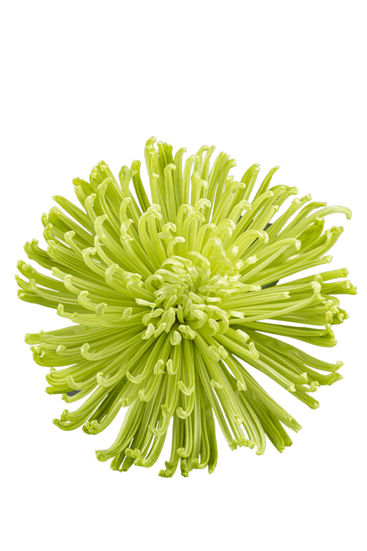SPIDER MUM ANASTASIA GREEN
