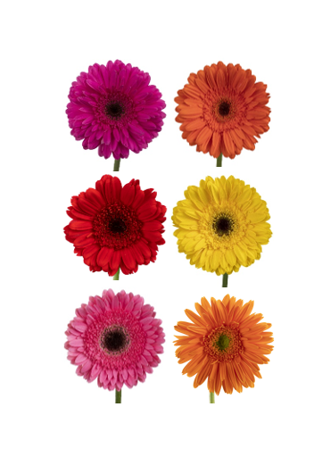 GERBERAS ASSORTED