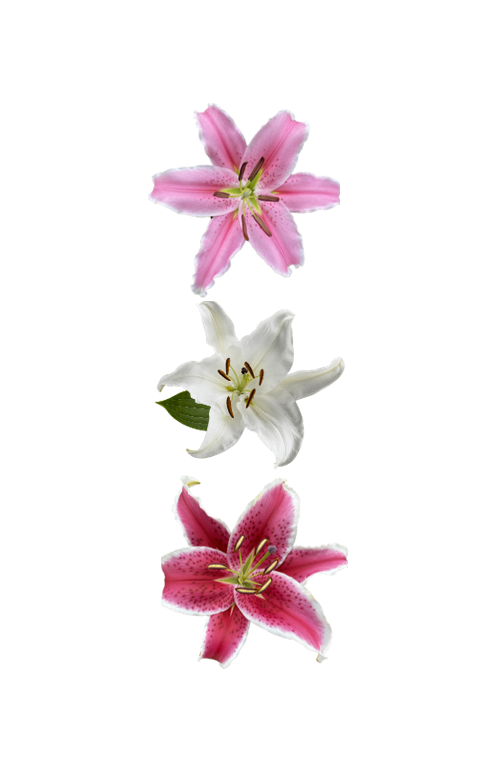 ORIENTAL LILY ASSORTED