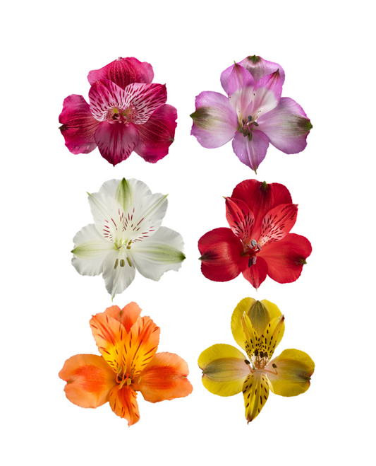 ALSTROEMERIA ASSORTED