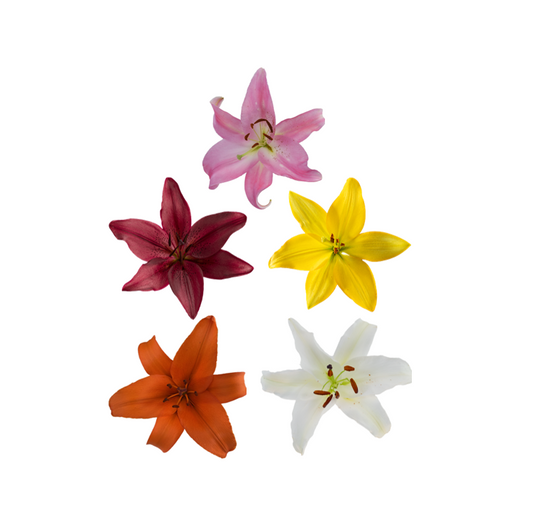ASIATIC LILY ASSORTED