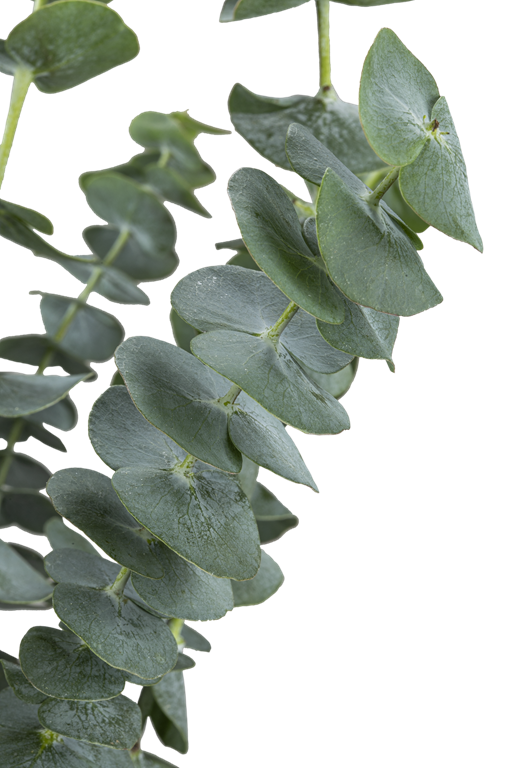 EUCALYPTUS BABY BLUE