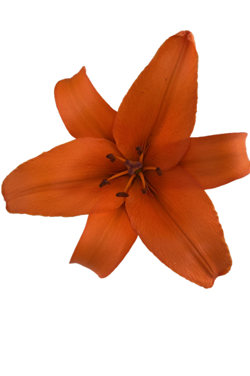 ASIATIC LILY BRUNELLO