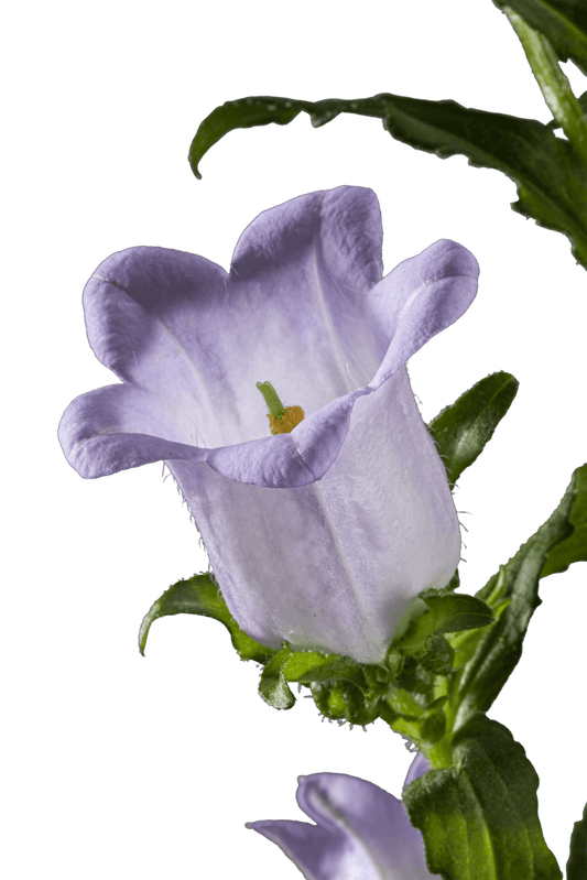 CAMPANULA LAVENDER