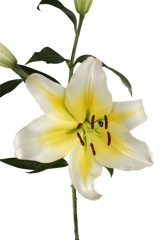 ORIENTAL LILY CONCA D OR