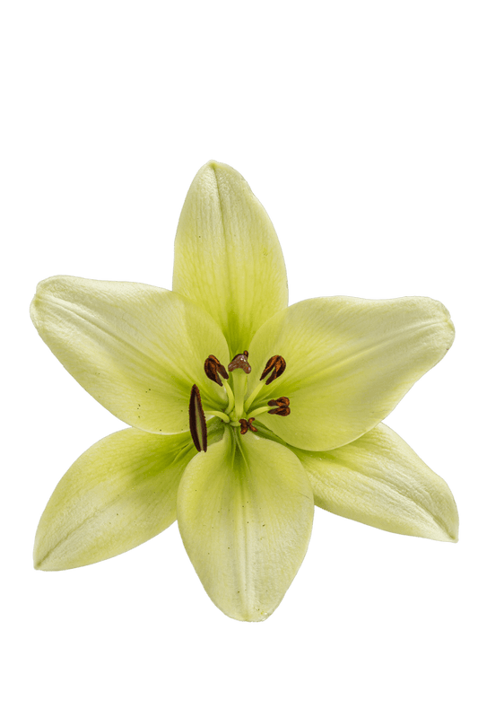 ASIATIC LILY COURIER