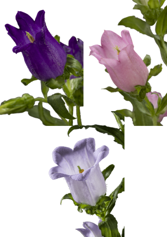 CAMPANULA ASSORTED