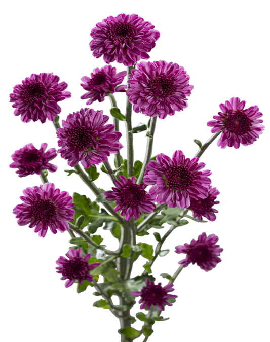 BUTTON POM DELIROCK PURPLE