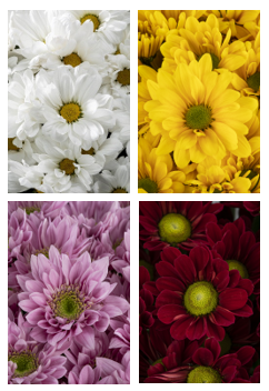 DAISY ASSORTED