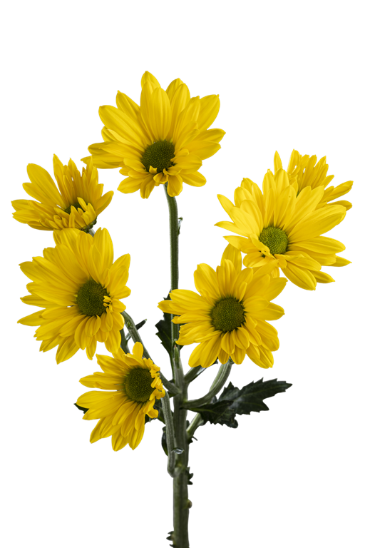 DAISY FACTOR