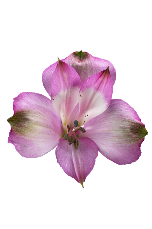 FLORIANO