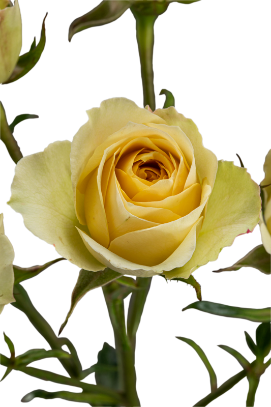 GOOD YELLOW