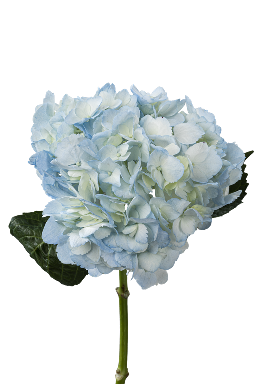 HYDRANGEA BLUE