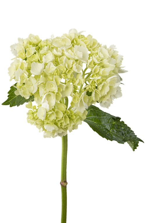 HYDRANGEA MINI GREEN