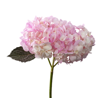 HYDRANGEA PINK TINTED
