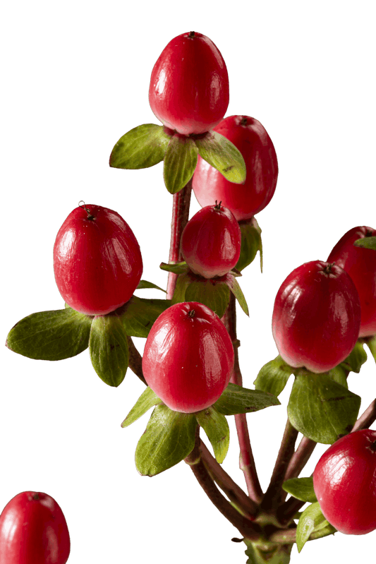 HYPERICUM