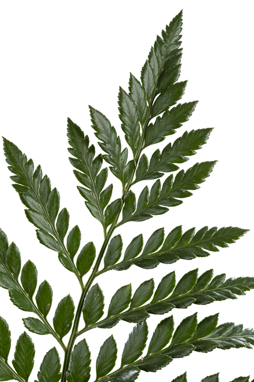 LEATHER LEAF