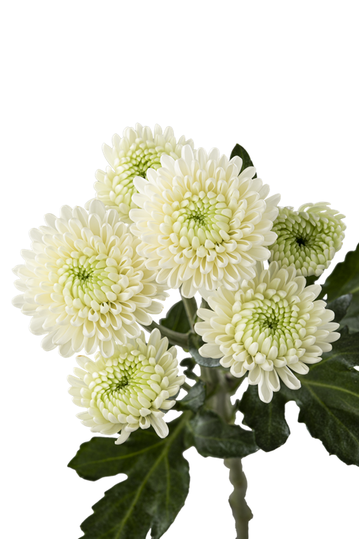 BUTTON POM BRISA