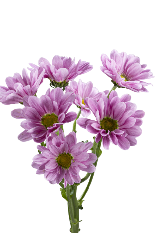 DAISY MELROSE