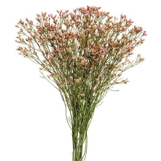 LIMONIUM PINK