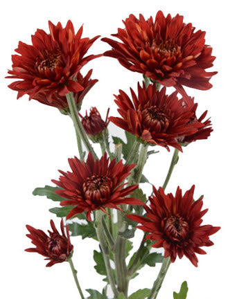 CUSHION TORNADO RED