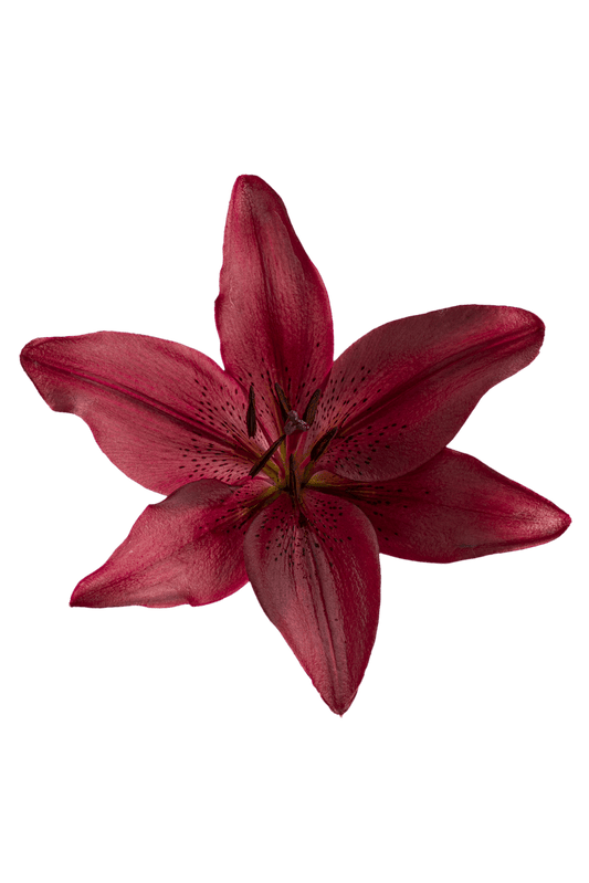 ASIATIC LILY RED ROCK
