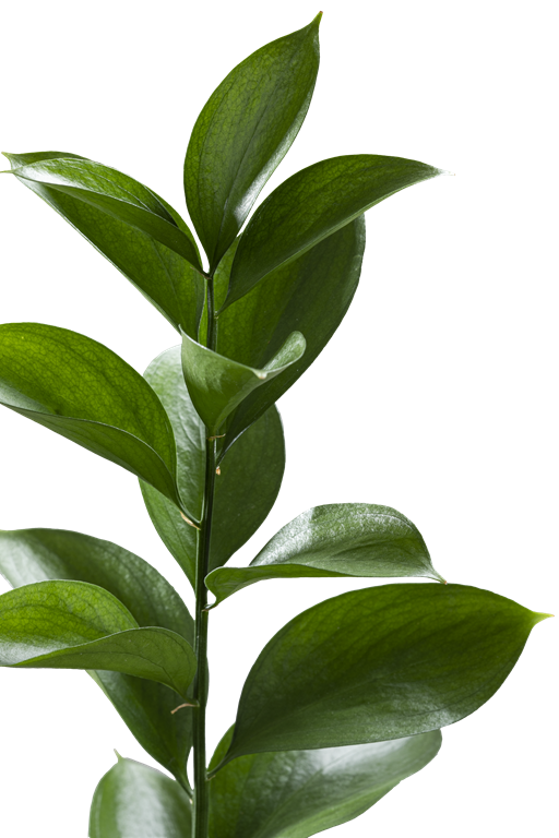 RUSCUS