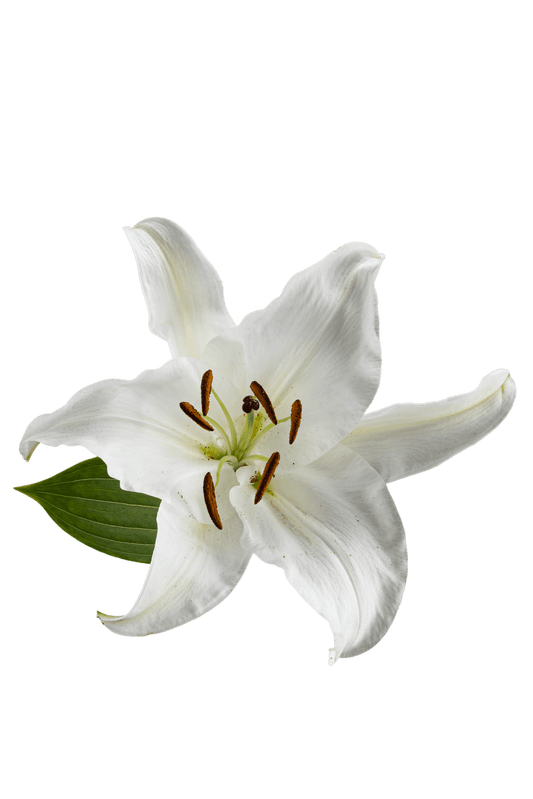 ORIENTAL LILY SIBERIA
