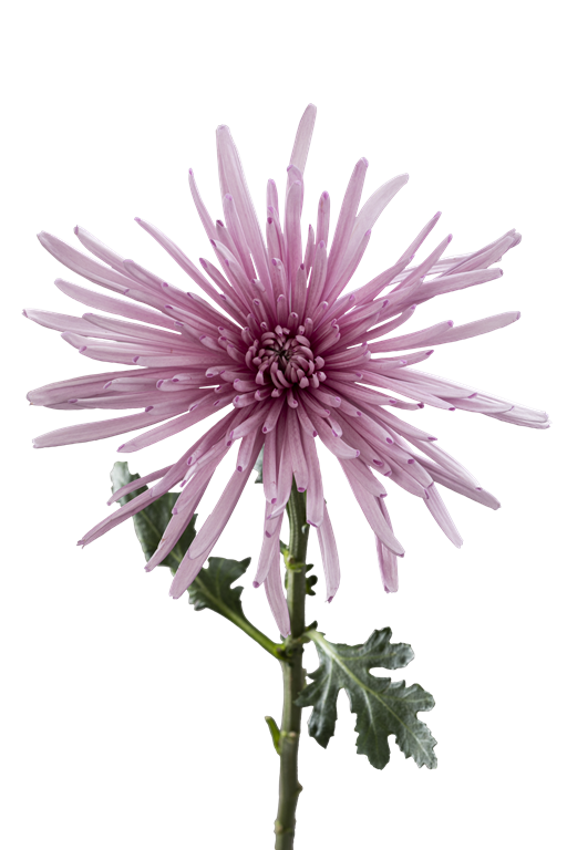 SPIDER MUM MARCELA