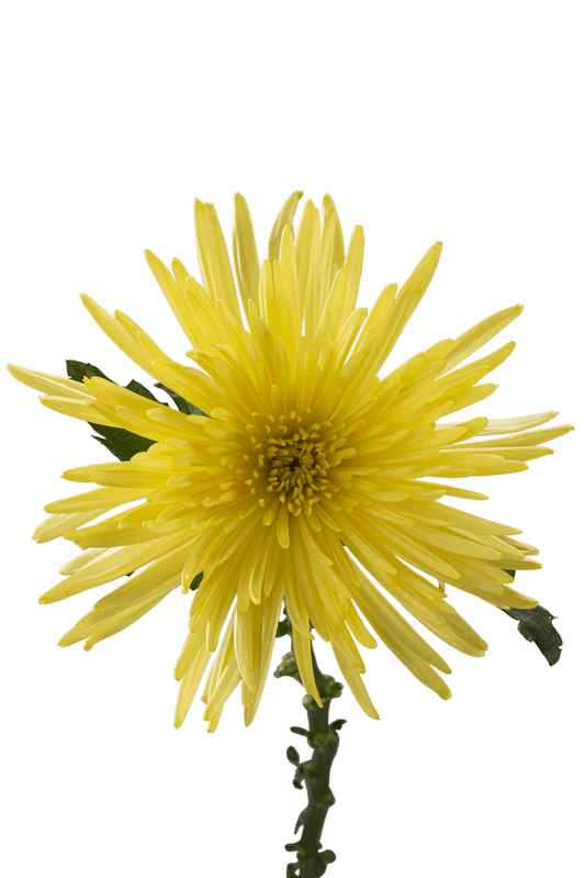 SPIDER MUM ANASTASIA SUNNY
