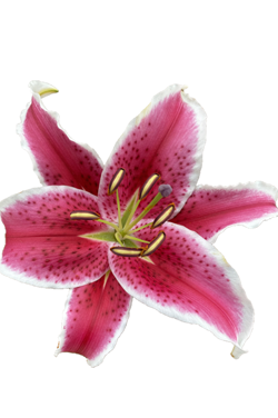 ORIENTAL LILY STARFIGHTER
