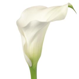 CALLA LILIES