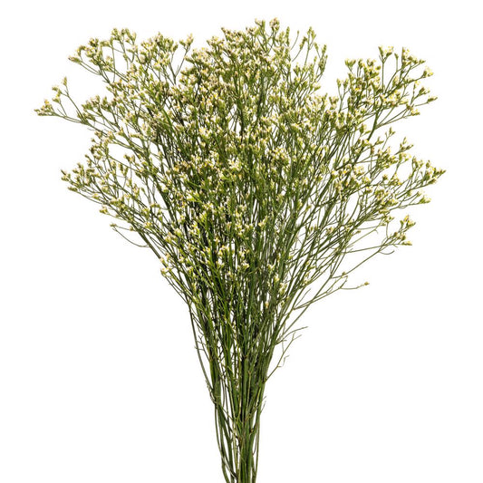 LIMONIUM WHITE