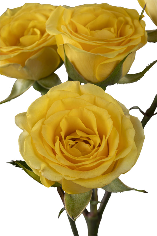 YELLOW BABE