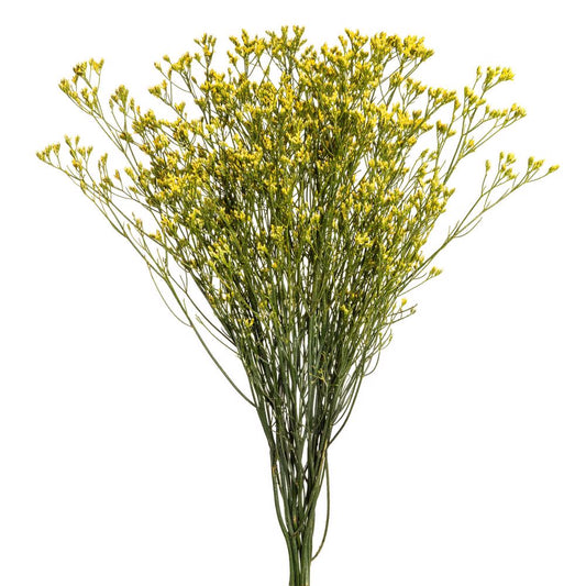 LIMONIUM YELLOW