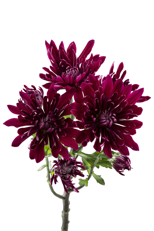 CUSHION TORNADO PURPLE