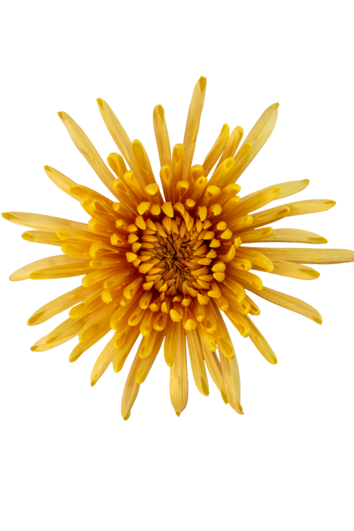 SPIDER MUM ALIS
