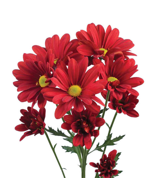 DAISY ATLANTIS RED