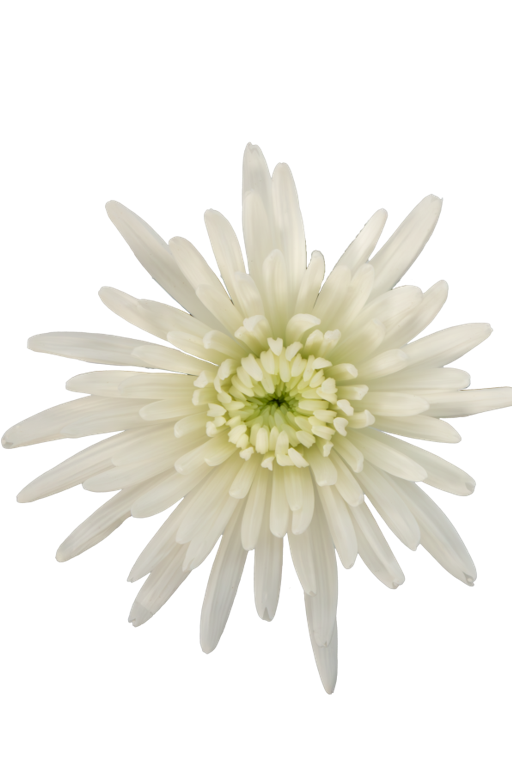 SPIDER MUM TOPSPIN