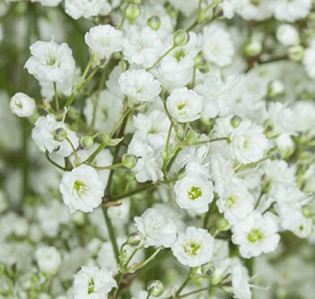 Baby's Breath