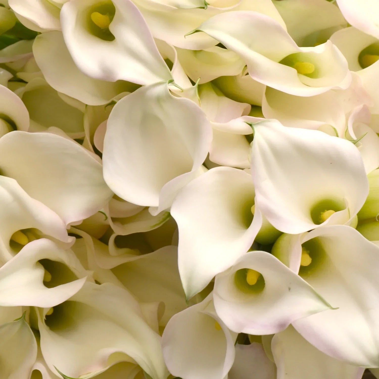 Calla Lilies – Kroger Wedding Collection