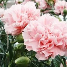 Carnations