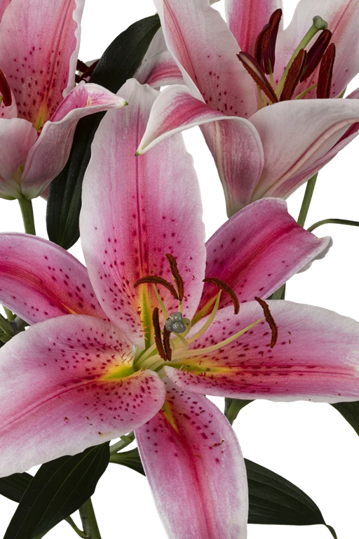 Lilies
