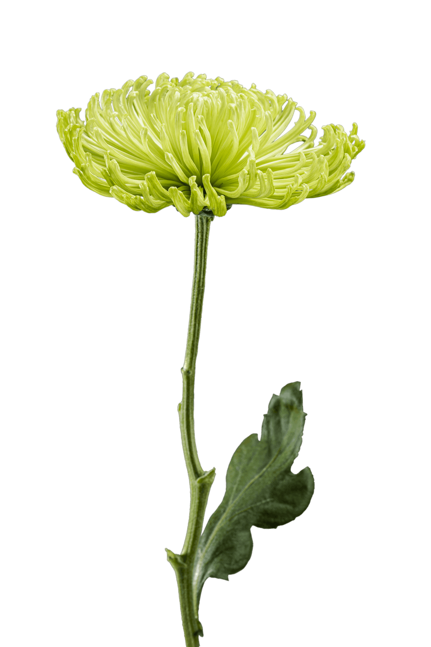 SPIDER MUM ANASTASIA GREEN