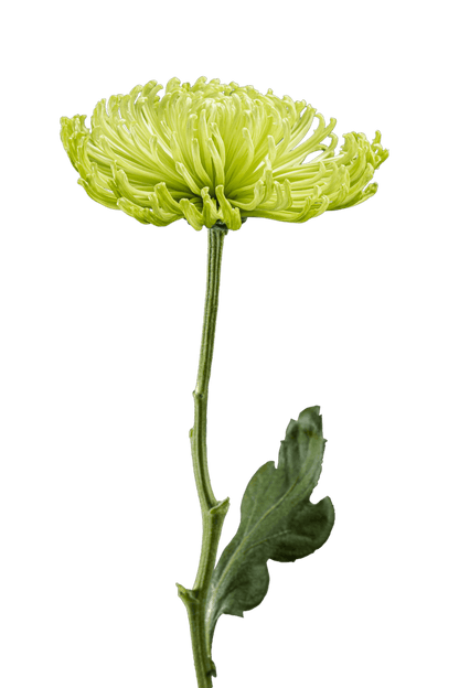 SPIDER MUM ANASTASIA GREEN