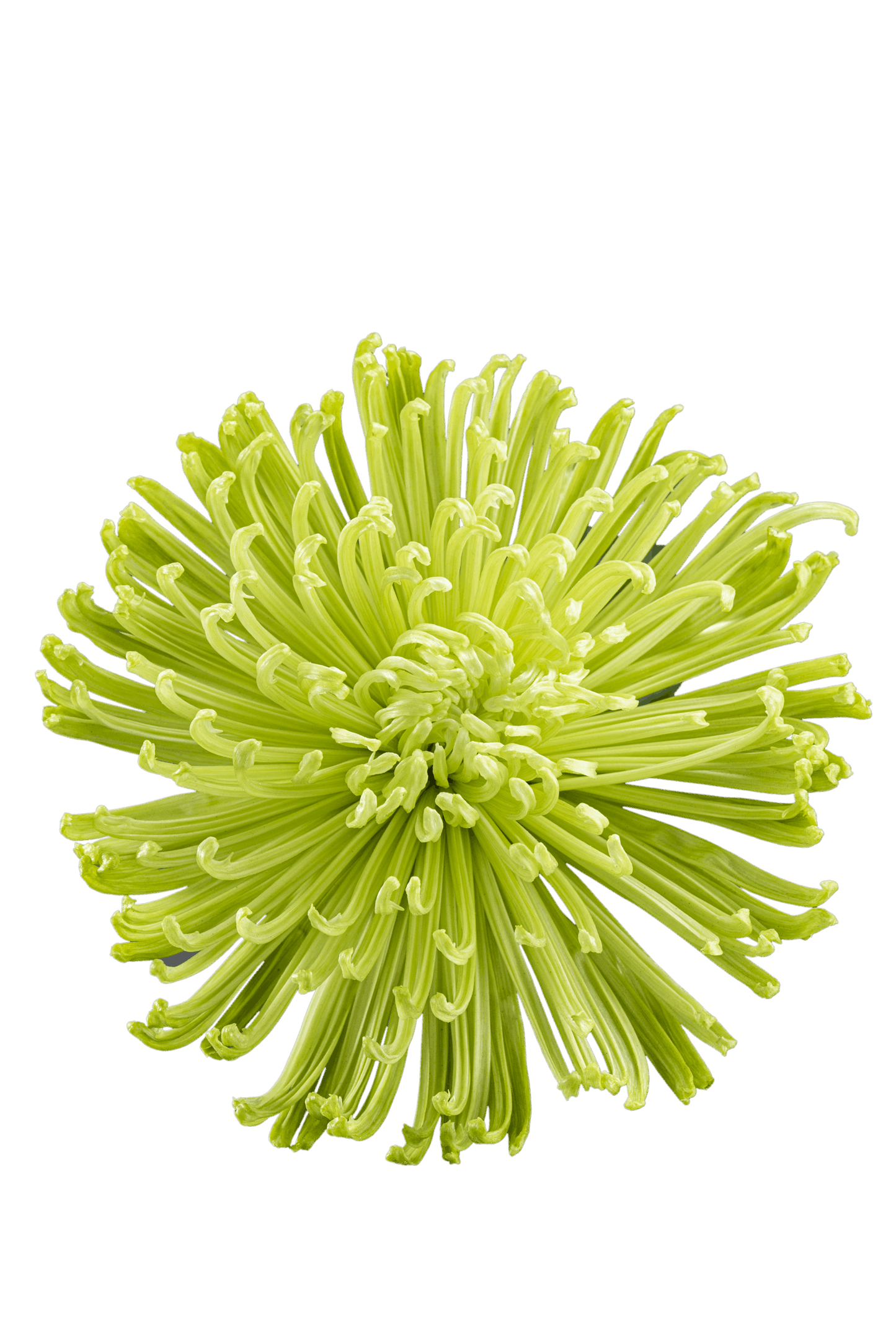 SPIDER MUM ANASTASIA GREEN