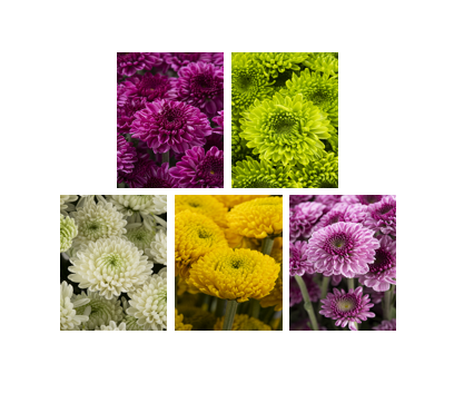 BUTTON POM ASSORTED