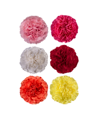 CARNATIONS ASSORTED