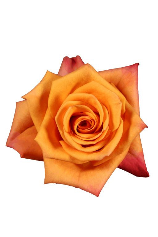 AMBER