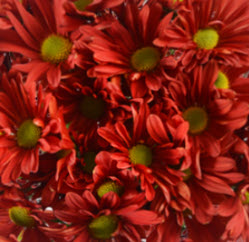 DAISY ATLANTIS RED